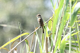 <span class="mw-page-title-main">White-throated flycatcher</span> Species of bird