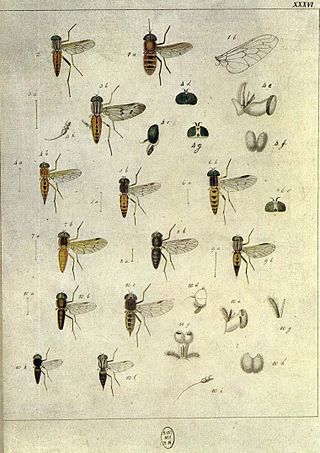 <i>Pangonius</i> Genus of flies