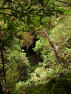 Forest Los Tilos, La Palma, Spain