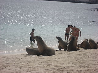 Tourists at the Mann beach with sealions