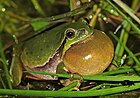 Hyla arborea (Laubfrosch, rufendes Männchen) [D]