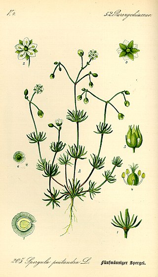 <i>Spergula</i> Genus of flowering plants