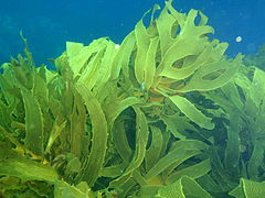 Bosque de algas marinas