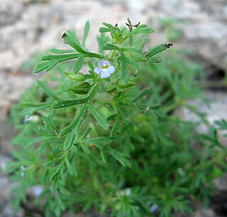 <i>Leucospora</i> Genus of flowering plants