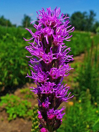 <i>Liatris spicata</i> Species of flowering plant in the daisy family Asteraceae