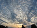 Altocumulus Jèrriais : ciel gav'lé; Guernésiais : cailbotin