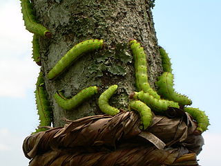 <span class="mw-page-title-main">Wild silk</span> A silk fibre from Asian moth silkworms