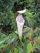 Nepenthes stenophylla