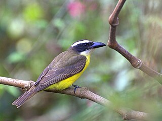 <span class="mw-page-title-main">Boat-billed flycatcher</span> Species of bird