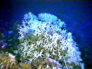 <span class="mw-page-title-main">Ivory bush coral</span> Species of cnidarian