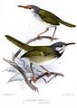 White-eared Tailorbird  (Orthotomus cinereiceps, cat. ), Rufous-fronted Tailorbird  (Orthotomus frontalis, cat. )