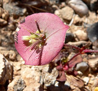 <i>Oxytheca</i> Genus of flowering plants