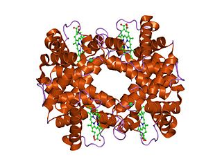 <span class="mw-page-title-main">Globin</span> Superfamily of oxygen-transporting globular proteins