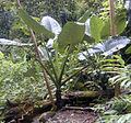 Alocasia macrorrhizos