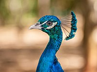 Cabeça de um pavão.