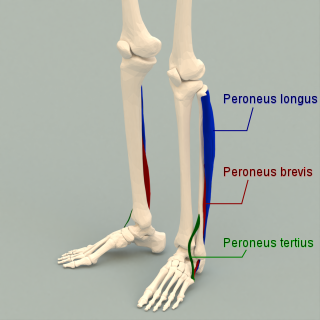 <span class="mw-page-title-main">Fibularis muscles</span> Group of muscles in the leg