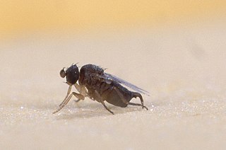 <span class="mw-page-title-main">Phoridae</span> Family of flies