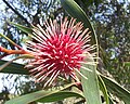 Pincushion hakea