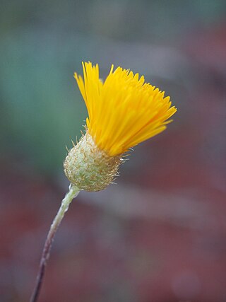 <i>Podolepis canescens</i> Species of herb