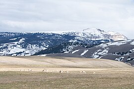 Pronghorn on the National Elk Refuge - Mar 29, 2022 (2).jpg