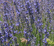 Lavendel