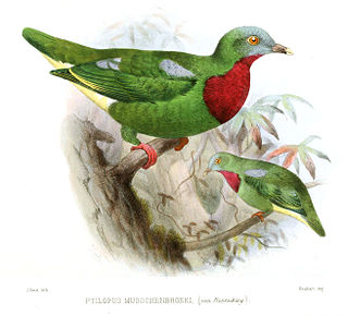 <span class="mw-page-title-main">Claret-breasted fruit dove</span> Species of bird