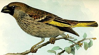 <span class="mw-page-title-main">Socotra golden-winged grosbeak</span> Species of bird