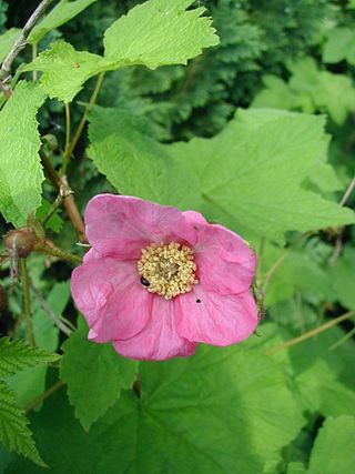 <i>Rubus odoratus</i> Berry and plant