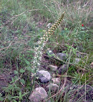 <i>Schoenocaulon texanum</i> Species of flowering plant