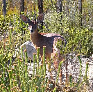 <span class="mw-page-title-main">Cape grysbok</span> Species of mammal