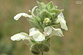 Stachys mardinensis