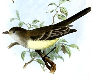 <i>Sublegatus</i> Genus of birds