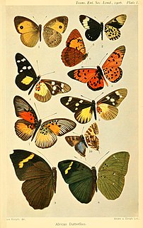 <i>Heteropsis ochracea</i> Species of butterfly