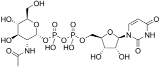 Uridine diphosphate <i>N</i>-acetylglucosamine Chemical compound