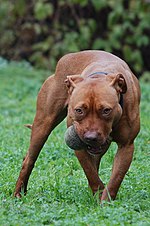 Thumbnail for File:006 American Pit Bull Terrier.jpg