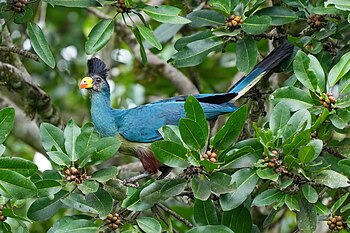 Great blue turaco