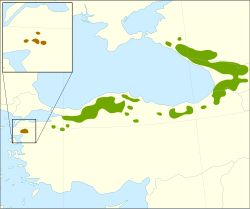 Kaukasianpihdan levinneisyys, alalaji nordmanniana vihreällä ja alalaji equi-trojani ruskealla.