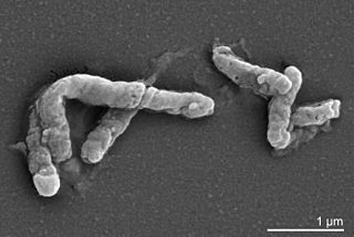 <span class="mw-page-title-main">Acidimicrobiia</span> Class of bacteria