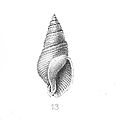 Amyclina labiosa