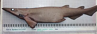 <span class="mw-page-title-main">Iceland catshark</span> Species of shark