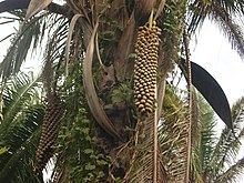 fruit-bearing Babassu palm Attalea speciosa fruits.JPG