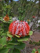 Banksia coccinea