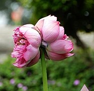 Lotus à double fleur. Deux fleurs sur un même pédoncule.