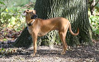 <span class="mw-page-title-main">Black Mouth Cur</span> Dog breed