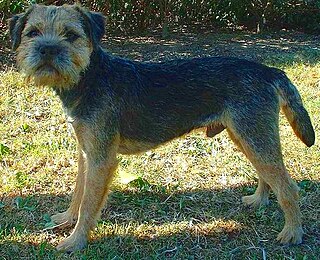 <span class="mw-page-title-main">Border Terrier</span> Dog breed