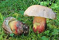 Boletus calopus