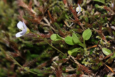 Cardamine pattersonii 1888f.JPG