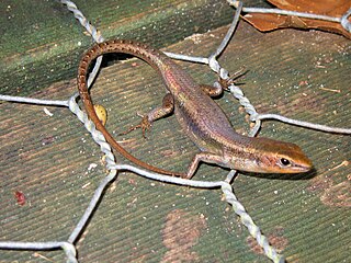 <i>Carlia</i> Genus of lizards