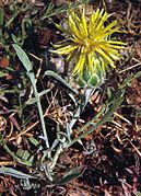 February 19: thistle-like plant Centaurea rupestris