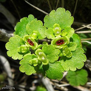 <i>Chrysosplenium iowense</i> Species of flowering plant